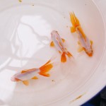 東海錦（大）　浜松産　5/12入荷