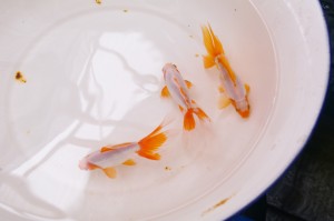 東海錦（大）　浜松産　5/12入荷